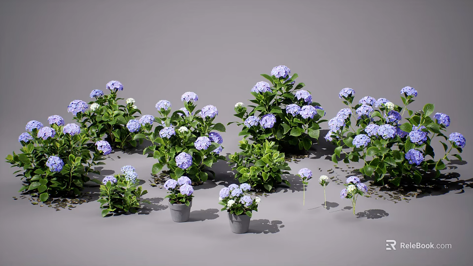 Lush Blue Hydrangeas with Green Leaves in Flower Pots on Gray Background 3d model 