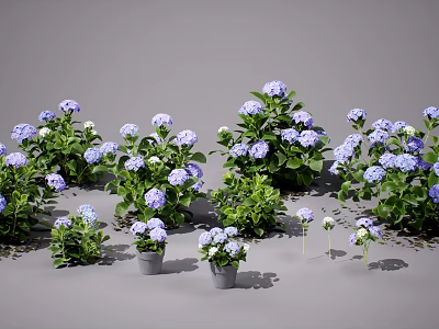 Lush Blue Hydrangeas with Green Leaves in Flower Pots on Gray Background 3d model