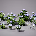 Lush Blue Hydrangeas with Green Leaves in Flower Pots on Gray Background