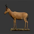 Life Size Taxidermy Antelope Mounted On Stone Base Against Gray Background
