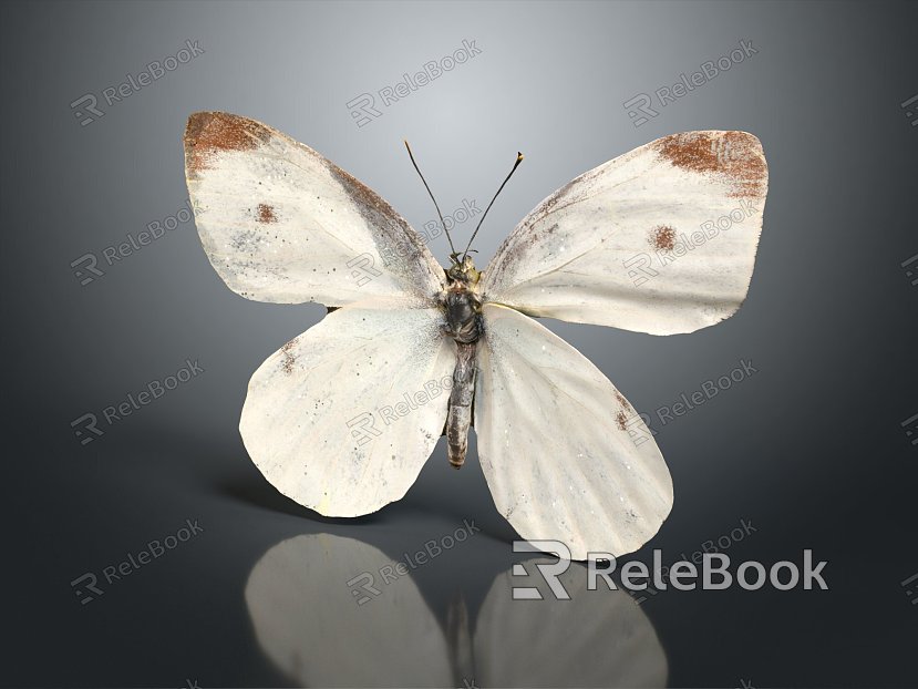 Modern Butterfly Colored Butterfly Tabby Butterfly Leaf Butterfly model