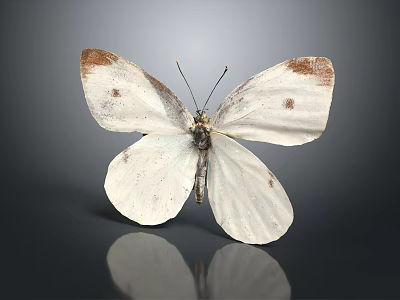 White Butterfly With Brown Spotted Wings Displaying Delicate Patterns And Natural Reflection 3d model