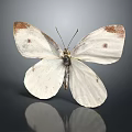 White Butterfly With Brown Spotted Wings Displaying Delicate Patterns And Natural Reflection 3d model