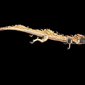 Flying Mythical Dragon With Scaled Body Long Tail Against Black Background