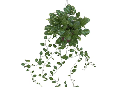 Lush Green Hanging Plant With Trailing Vines And Dense Foliage 3d model
