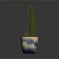 Tall Columnar Cactus Plant in Blue and White Decorative Pot on Gray Background
