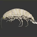 Game Movie Character White Striped Isopod Like Creature With Yellow Eyes And Multiple Legs