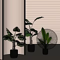 Green Leafy Potted Plants In Black Pots For Modern Indoor Home Decor