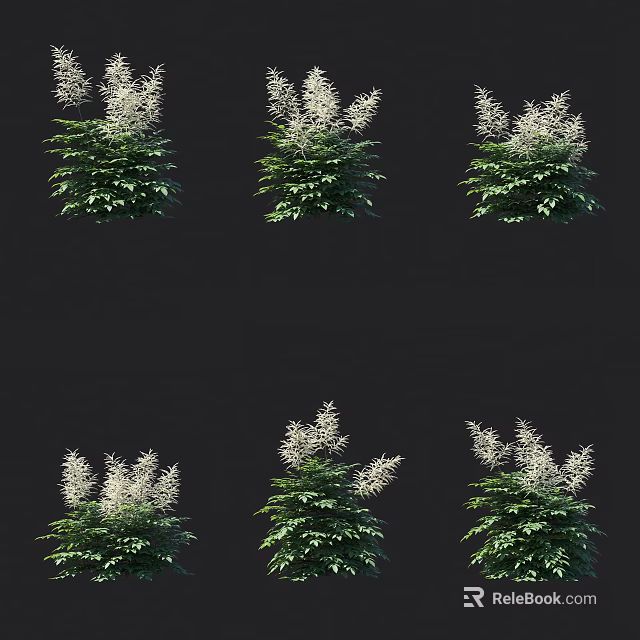 White Flowering Garden Plants With Lush Green Leaves Arranged On Black Background 3d model 