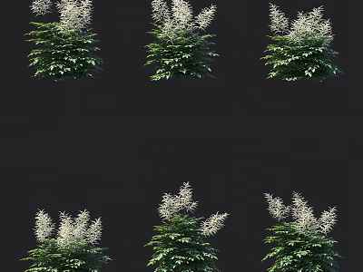 White Flowering Garden Plants With Lush Green Leaves Arranged On Black Background 3d model