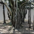 Banyan Tree With Massive Exposed Roots And Thick Trunk In Natural Outdoor Setting