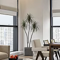Modern Office Interior With Large Windows Tall Potted Plant Wooden Dining Table And Beige Chairs