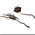 Irregular Brown Organ Mass and Slender Hair Like Fibers with Twisted Thread Structures