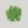 Bonsai Plant in White Tall Vase with Fresh Green Foliage for Indoor Decor