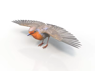 Small Bird With Spread Wings Orange Chest And Gray Wings On White Background 3d model