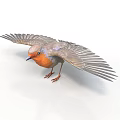 Small Bird With Spread Wings Orange Chest And Gray Wings On White Background