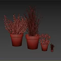 Various Green Plants and Orange Flowers in Terracotta Pots on Black Reflective Surface