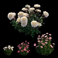 Beautiful Pink And White Blooming Flowers With Lush Green Leaves In Garden