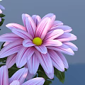 Vibrant Purple And Pink Flowers With Green Leaves In Round Cluster Against Gray Background