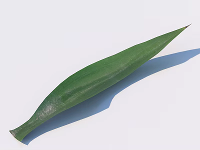 Long Green Leaf With Shiny Surface On White Background And Shadow 3d model