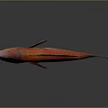 Vibrant Red Fish With Bright Scales Yellow Fins Blue Tail And Reflection On Dark Background