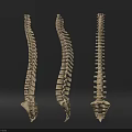 Three Anatomical Thoracic Spine Models Displaying Chest Organ Skeletal Structure