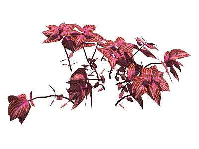 Vibrant Red Purple Leaves Growing on Plant Branches with Lush Foliage 3d model