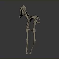 Detailed Full Body Horse Skeleton Anatomical Model Display On Gray Background