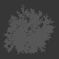 Lush Green Tree Bearing Fruits With A Silhouette In Natural Setting