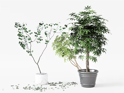 Bonsai Potted Plants With Green Leaves Different Sizes And White Gray Pots 3d model