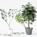 Bonsai Potted Plants With Green Leaves Different Sizes And White Gray Pots