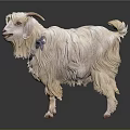 White Goat With Long Hair Horns And Blue Collar Standing On Dark Background