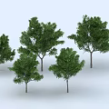 Green Leafy Trees with Various Sizes and Straight Trunks on Light Background 3d model