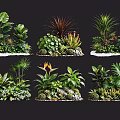 Decorative Plant Combinations Featuring Diverse Green Foliage And Assorted Plant Types