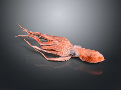 Orange Octopus With Detailed Tentacles And Shiny Reflection On Dark Background 3d model