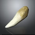 Human Tooth Closeup Showing White Enamel And Yellowish Root Structure 3d model