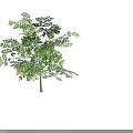 Lush Green Arbor with Dense Foliage Healthy Branches and Strong Trunk