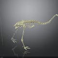 White Animal Skeleton With Long Tail And Clawed Feet On Black Background