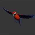 Vibrant Red Blue Yellow Macaw Spreading Wings on Dark Background with Reflection 3d model