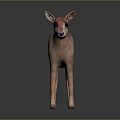 Cute Pinkish Fawn With Black Eye Patches Standing On Reflective Dark Surface