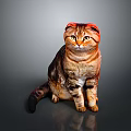 Calm Scottish Fold Cat with Brown Tabby Fur Sitting on Gray Reflective Surface