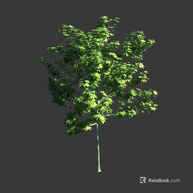 Lush Green Arbor With Dense Foliage Single Slender Trunk Against Gray Background 3d model