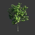 Lush Green Arbor With Dense Foliage Single Slender Trunk Against Gray Background 3d model
