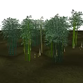 Tall Bamboo Forest With Green Shoots And Open Sky Over Grassland