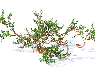 Modern shrubs and flowers 3d model