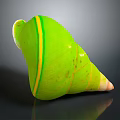 Green Conch Shell Organ Structure With Yellow Stripes And Hairy Texture
