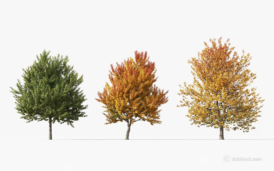 Three Seasonal Arbor Trees Featuring Green Red Yellow Foliage 3d model 