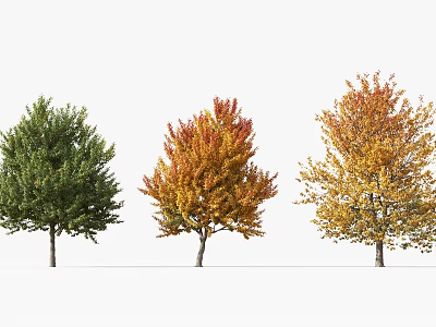 Three Seasonal Arbor Trees Featuring Green Red Yellow Foliage 3d model
