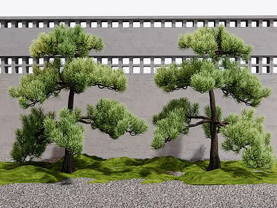 Pine Trees in Garden With Gray Wall Lattice Design Green Lawn and Gravel Ground 3d model