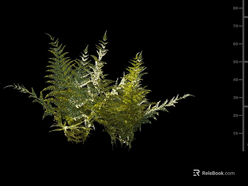 Green Shrub with Lush Fern Like Foliage and Measurement Scale on Black Background 3d model 